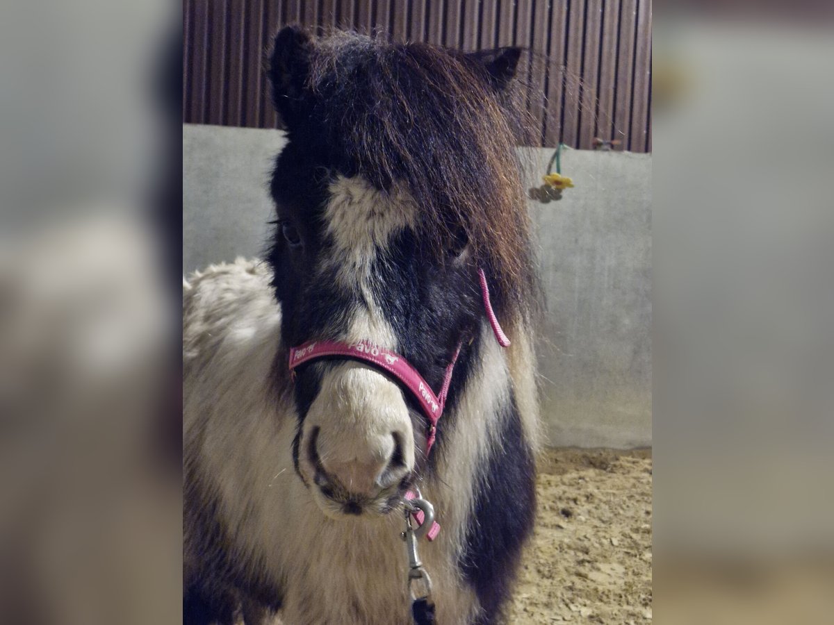 Ponis Shetland Semental 3 años 97 cm Pío in Weselberg