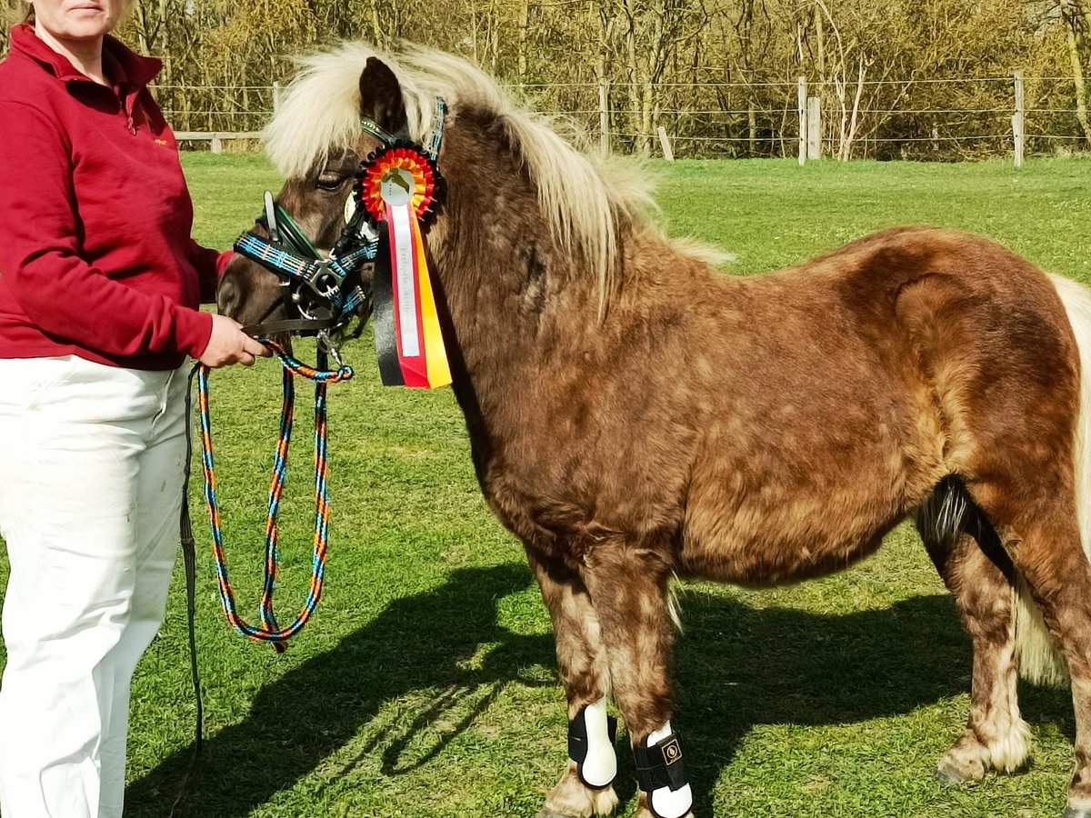 Ponis Shetland Semental 3 años 98 cm in Planebruch