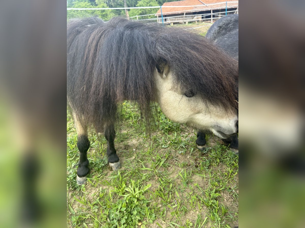 Ponis Shetland Semental 8 años 100 cm Buckskin/Bayo in Kirchberg an der Raab