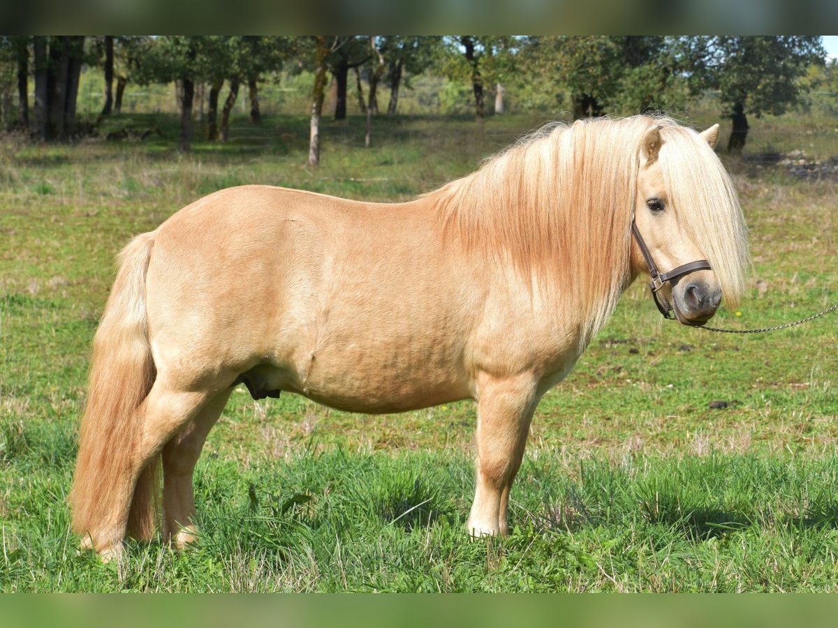 Ponis Shetland Semental 8 años 107 cm Dunalino (Cervuno x Palomino) in cressensac