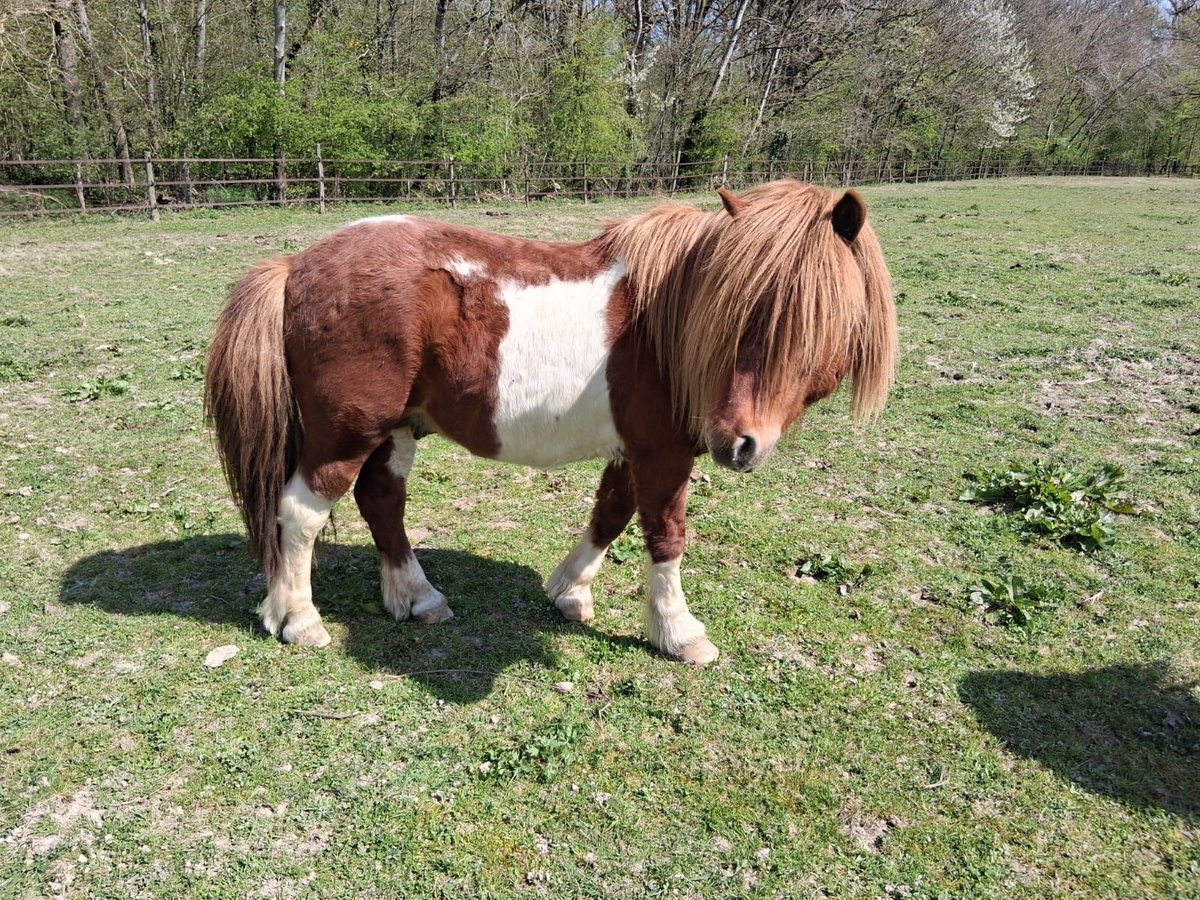 Ponis Shetland Semental 8 años 112 cm Tobiano-todas las-capas in saint martin en bresse