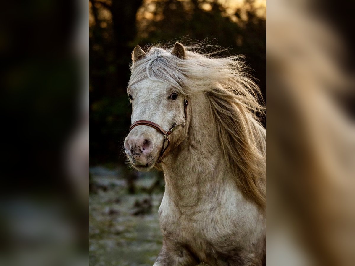 Ponis Shetland Semental Atigrado/Moteado in Gro&#xDF; Molzahn