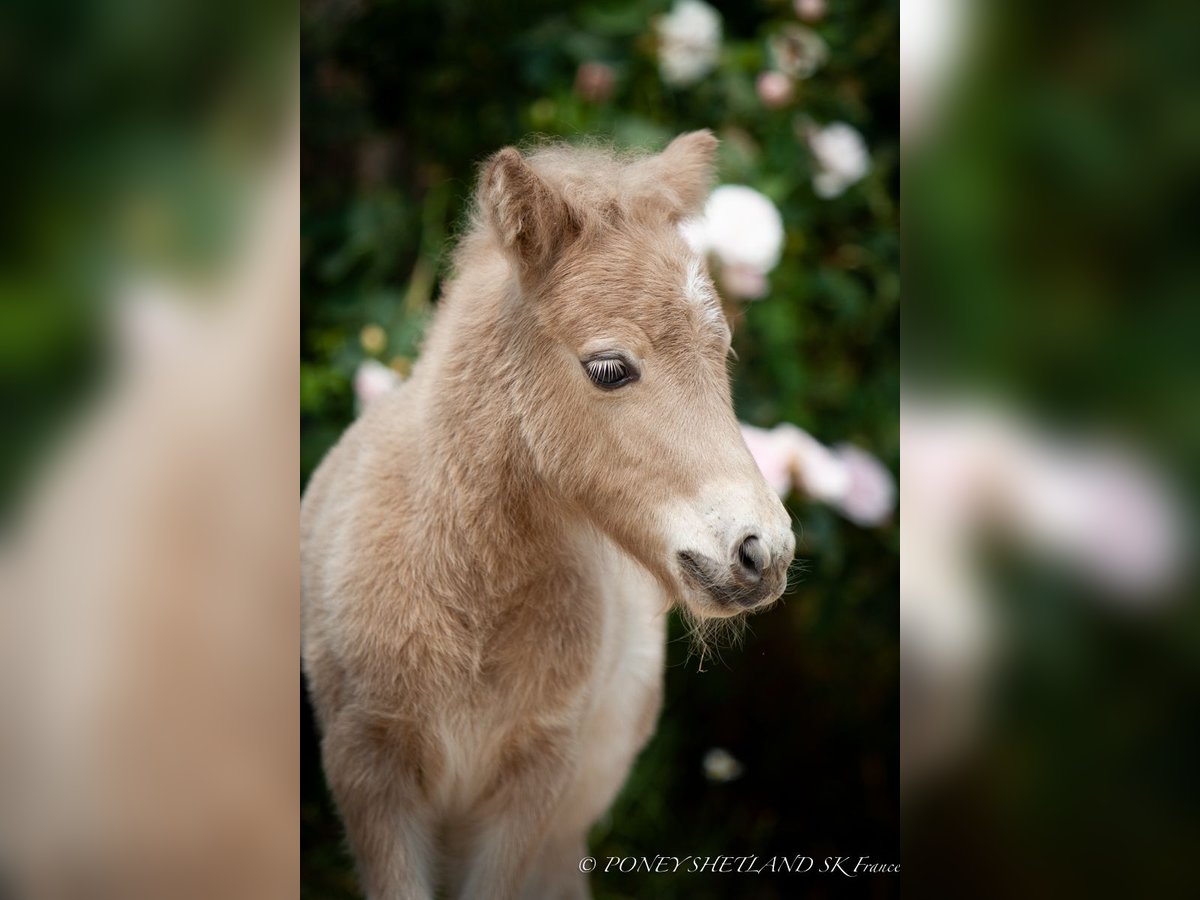 Ponis Shetland Semental  102 cm Alazán in La Vespi&#xE8;re-Friardel