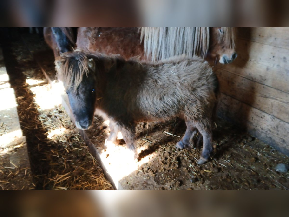 Ponis Shetland Semental Potro (01/2025) 75 cm in Obertilliach
