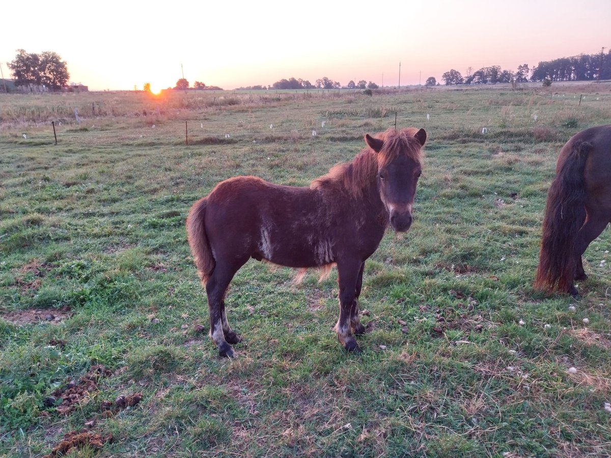 Ponis Shetland Semental Potro (05/2024) Negro in Rochau