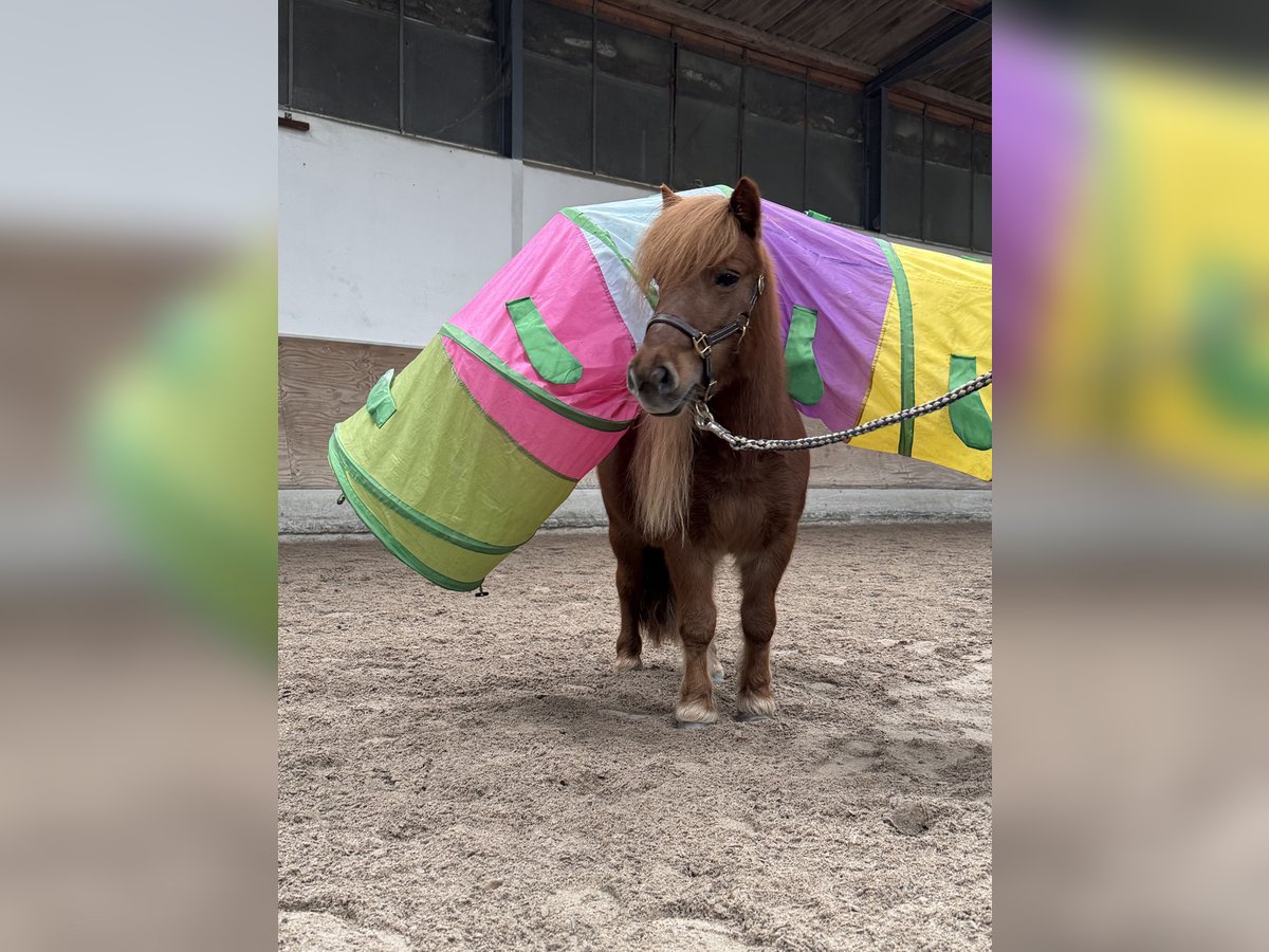 Ponis Shetland Yegua 10 años 90 cm Alazán in Oberhausen-Rheinhausen