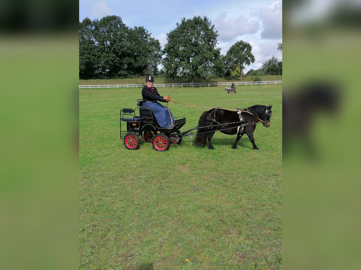 Ponis Shetland Yegua 10 años 97 cm Castaño oscuro in Maasbüll