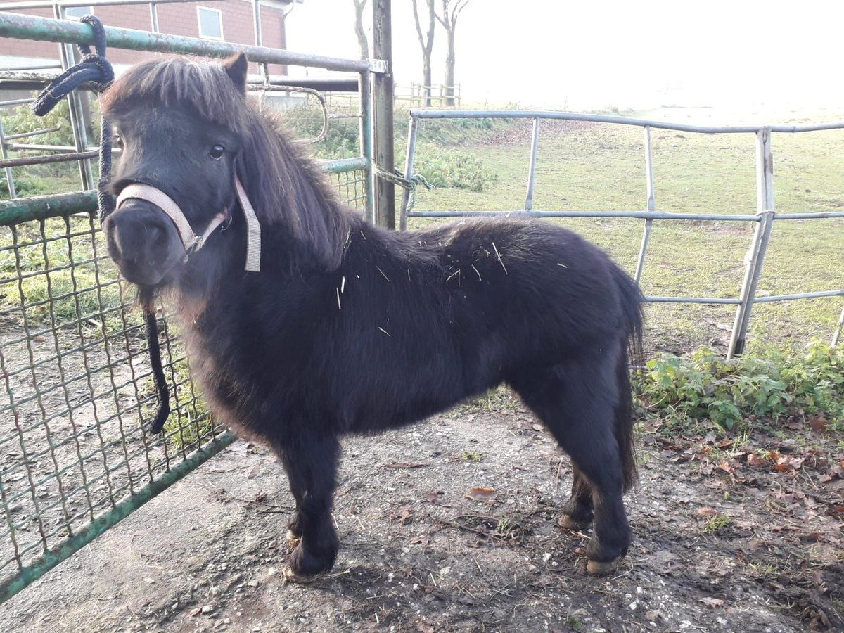 Ponis Shetland Yegua 10 años 99 cm Negro in Dorsten