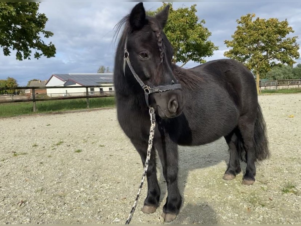 Ponis Shetland Yegua 11 años 100 cm Negro in Zerbst/ Anhalt