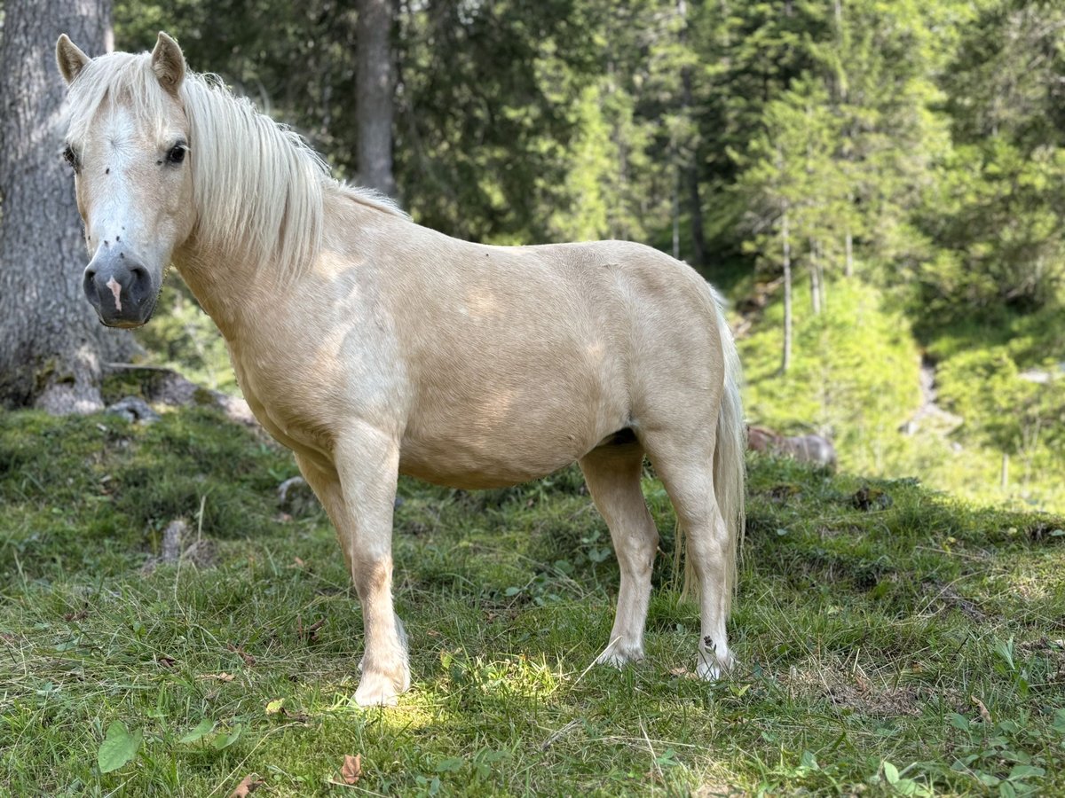 Ponis Shetland Yegua 12 años 100 cm Palomino in Raggal