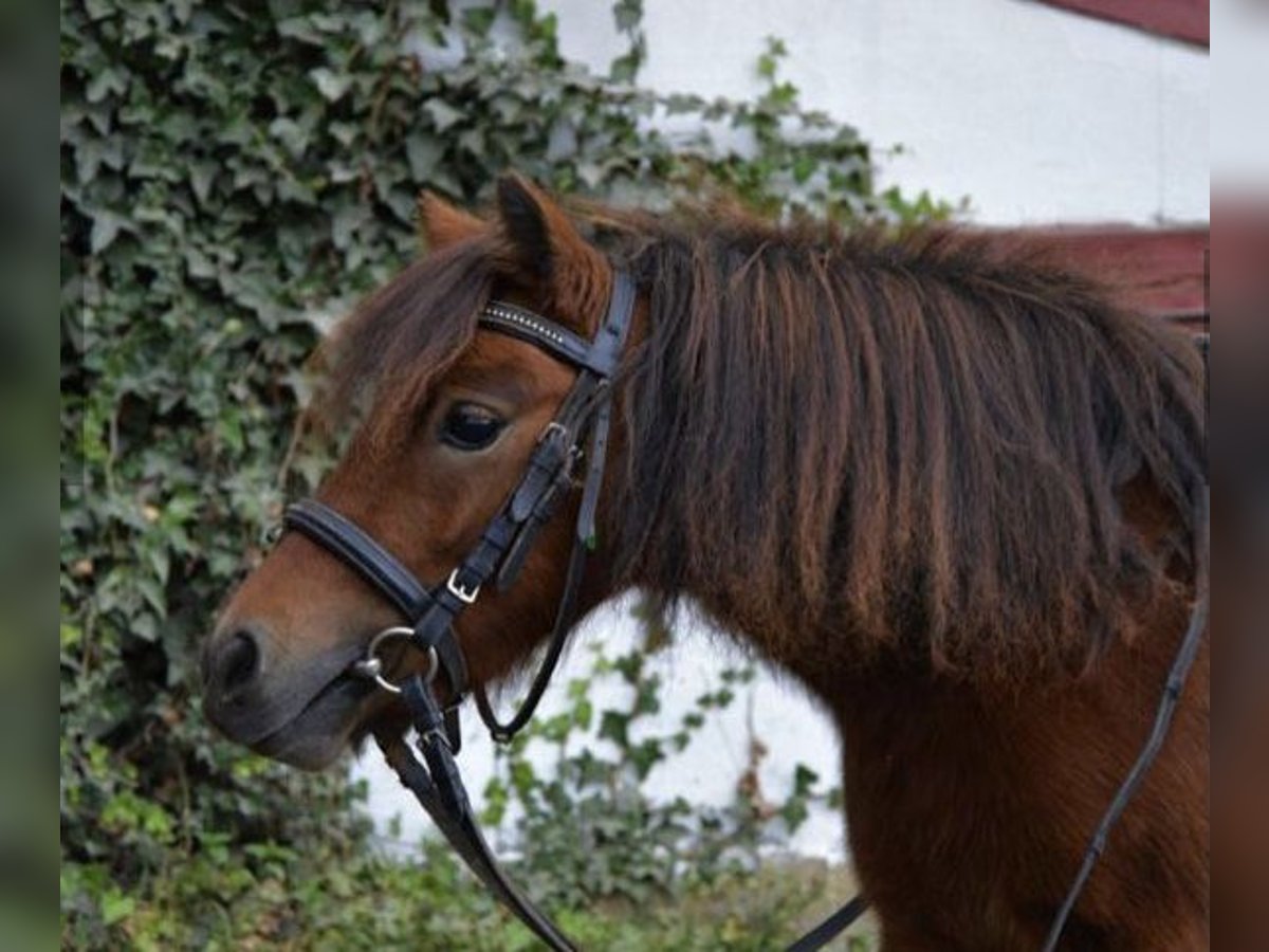 Ponis Shetland Yegua 12 años 100 cm Pío in Ochsenhausen