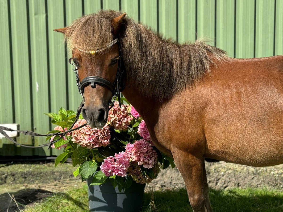 Ponis Shetland Yegua 12 años 105 cm Castaño in Süderlügum