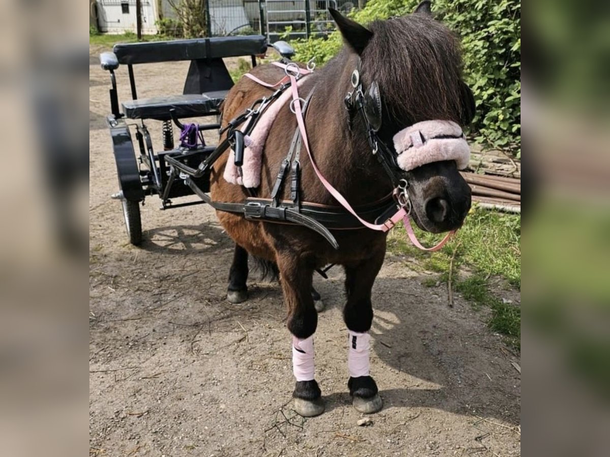 Ponis Shetland Yegua 13 años 105 cm Alazán-tostado in K&#xF6;ln