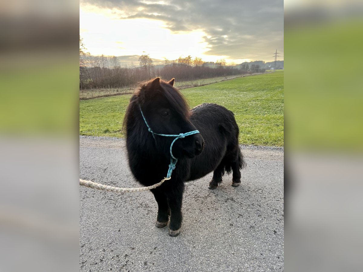 Ponis Shetland Yegua 15 años 100 cm Negro in Leutkirch im Allg&#xE4;u