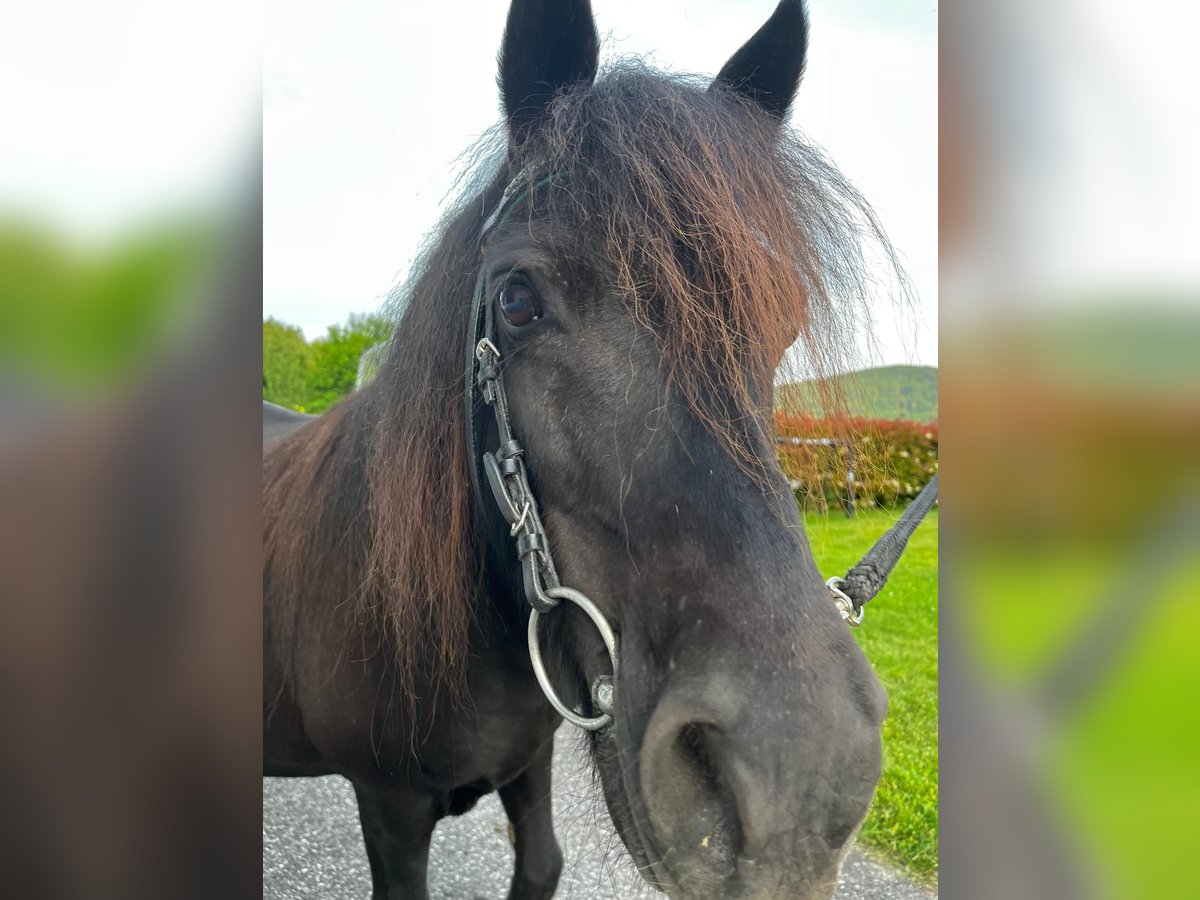 Ponis Shetland Yegua 18 años 110 cm Negro in Lasberg
