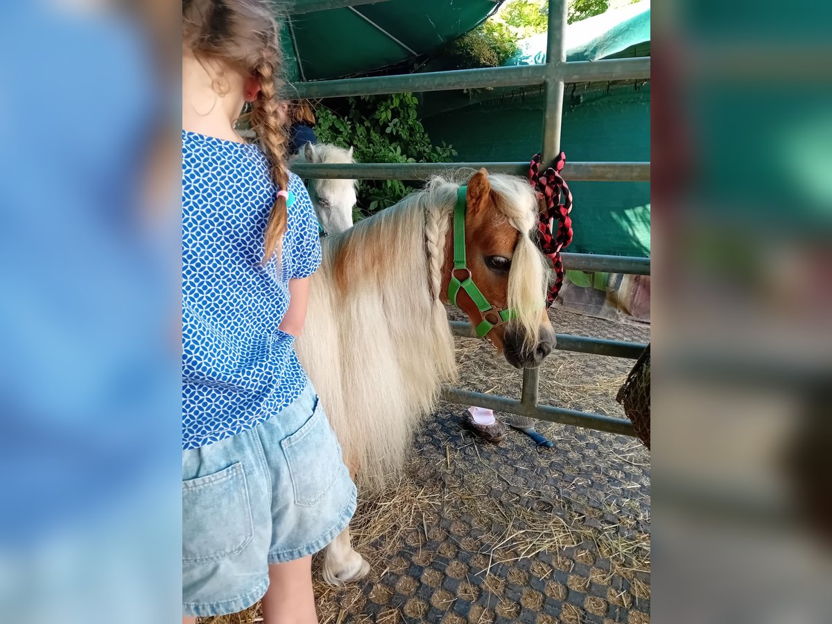 Ponis Shetland Yegua 19 años 88 cm Alazán in Kandel