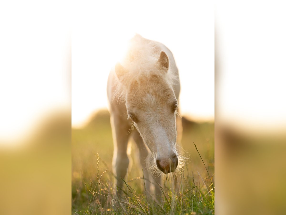 Ponis Shetland Yegua 1 año 84 cm Palomino in Gouderak