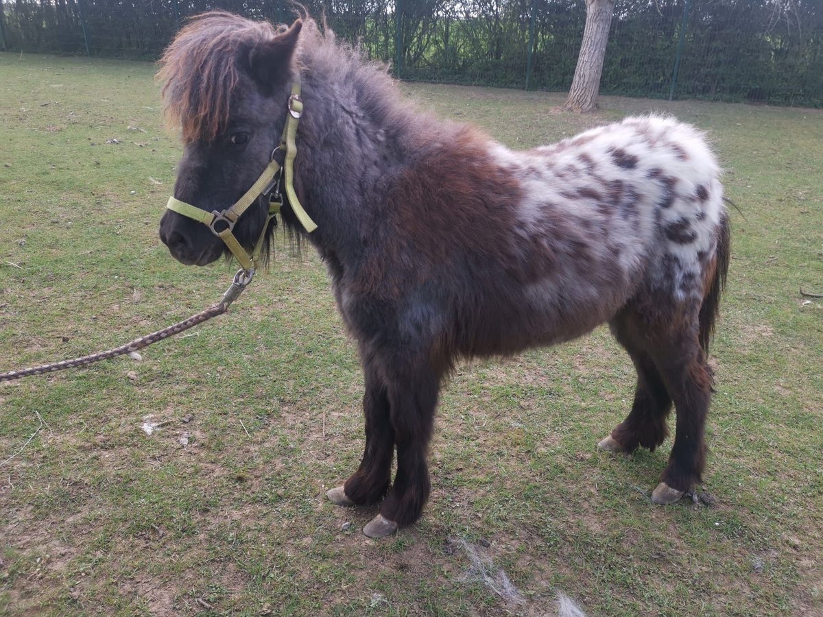 Ponis Shetland Yegua 1 año 95 cm Atigrado/Moteado in Gerstetten