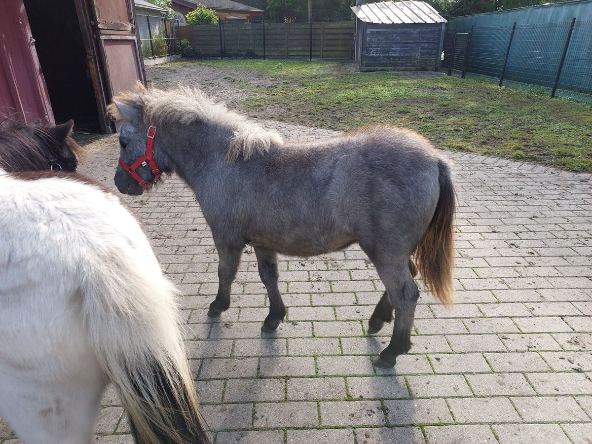 Ponis Shetland Yegua 1 año 95 cm Tordo in Stekene