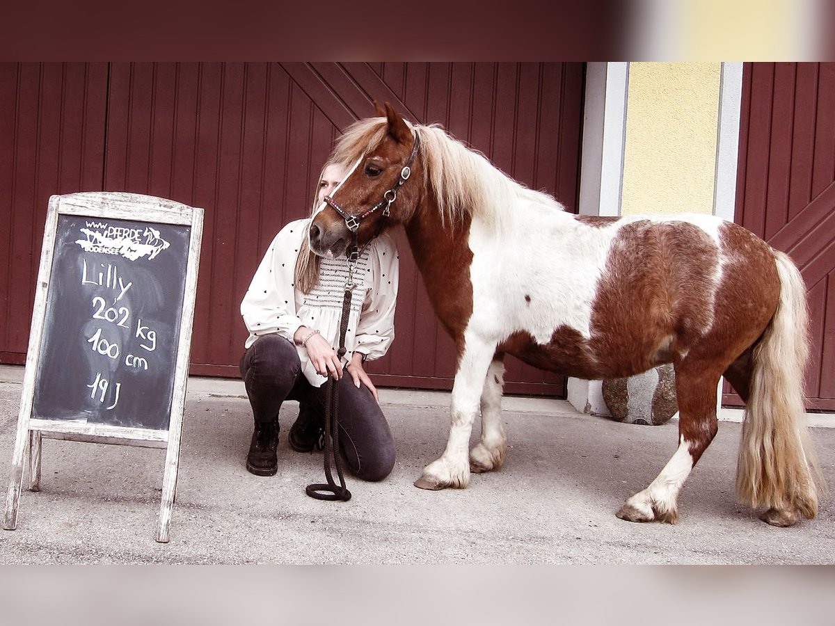 Ponis Shetland Yegua 20 años 100 cm Pío in Stockach