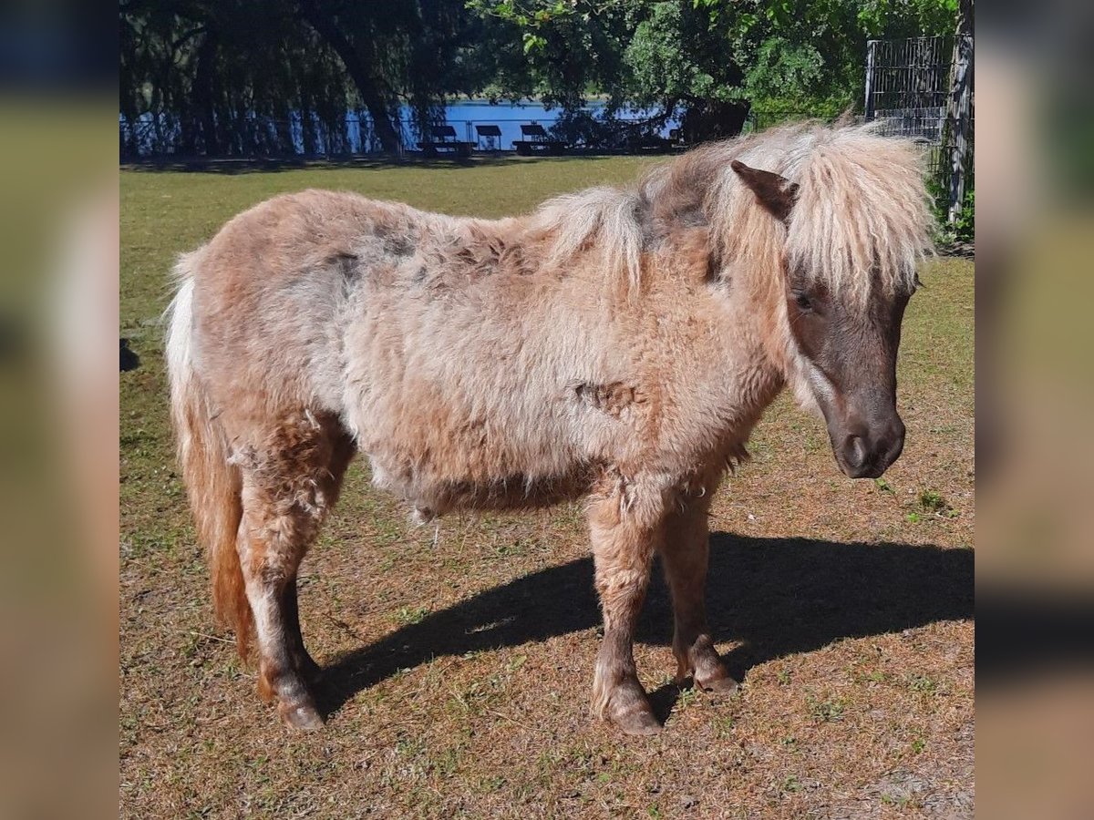 Ponis Shetland Yegua 2 años 70 cm in Insel Mainau