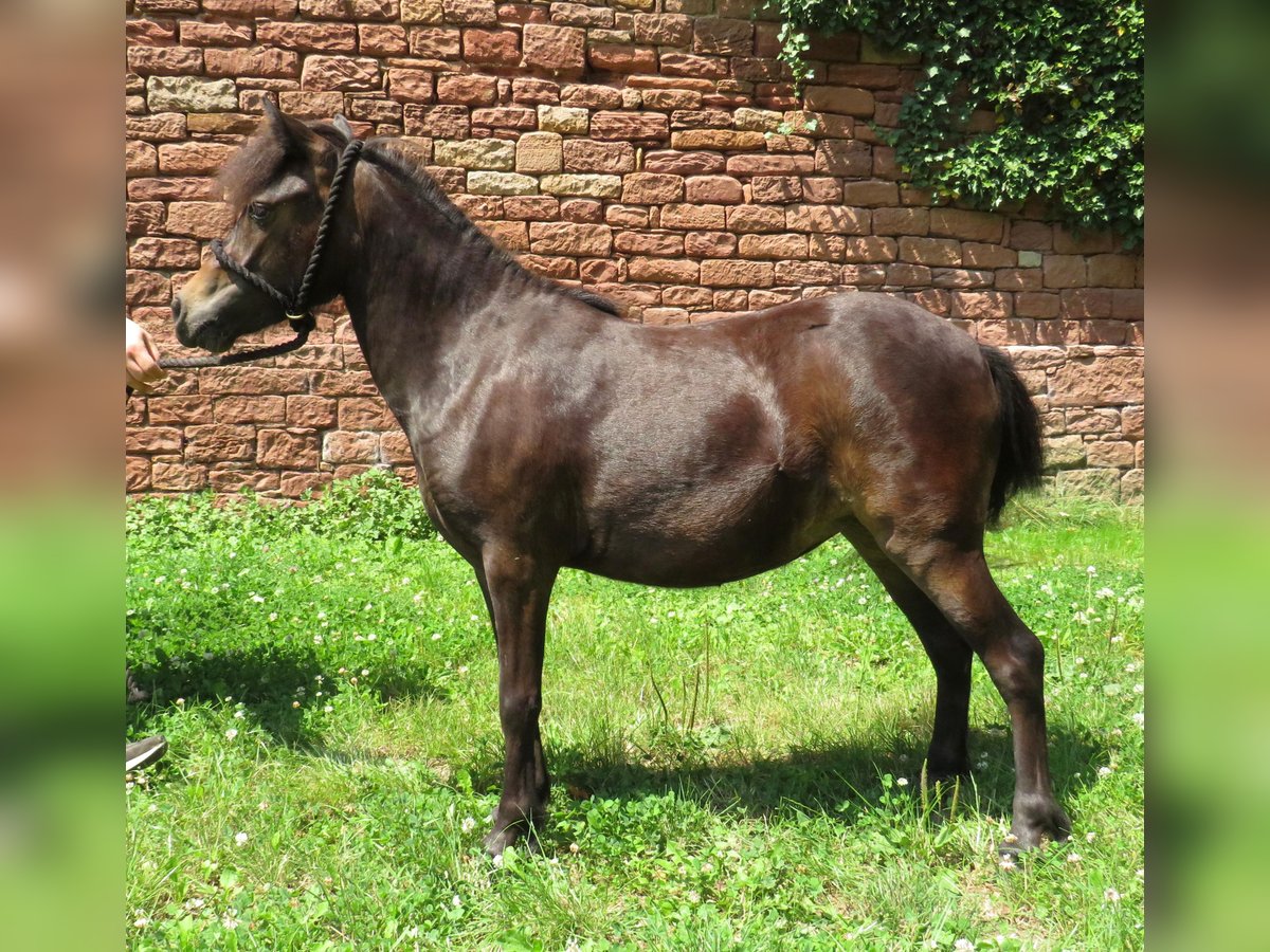 Ponis Shetland Yegua 2 años 96 cm Castaño oscuro in Obernburg am Main