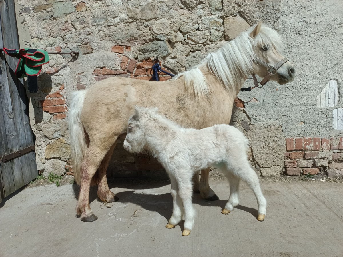 Ponis Shetland Yegua 5 años 100 cm Champán in Mügeln