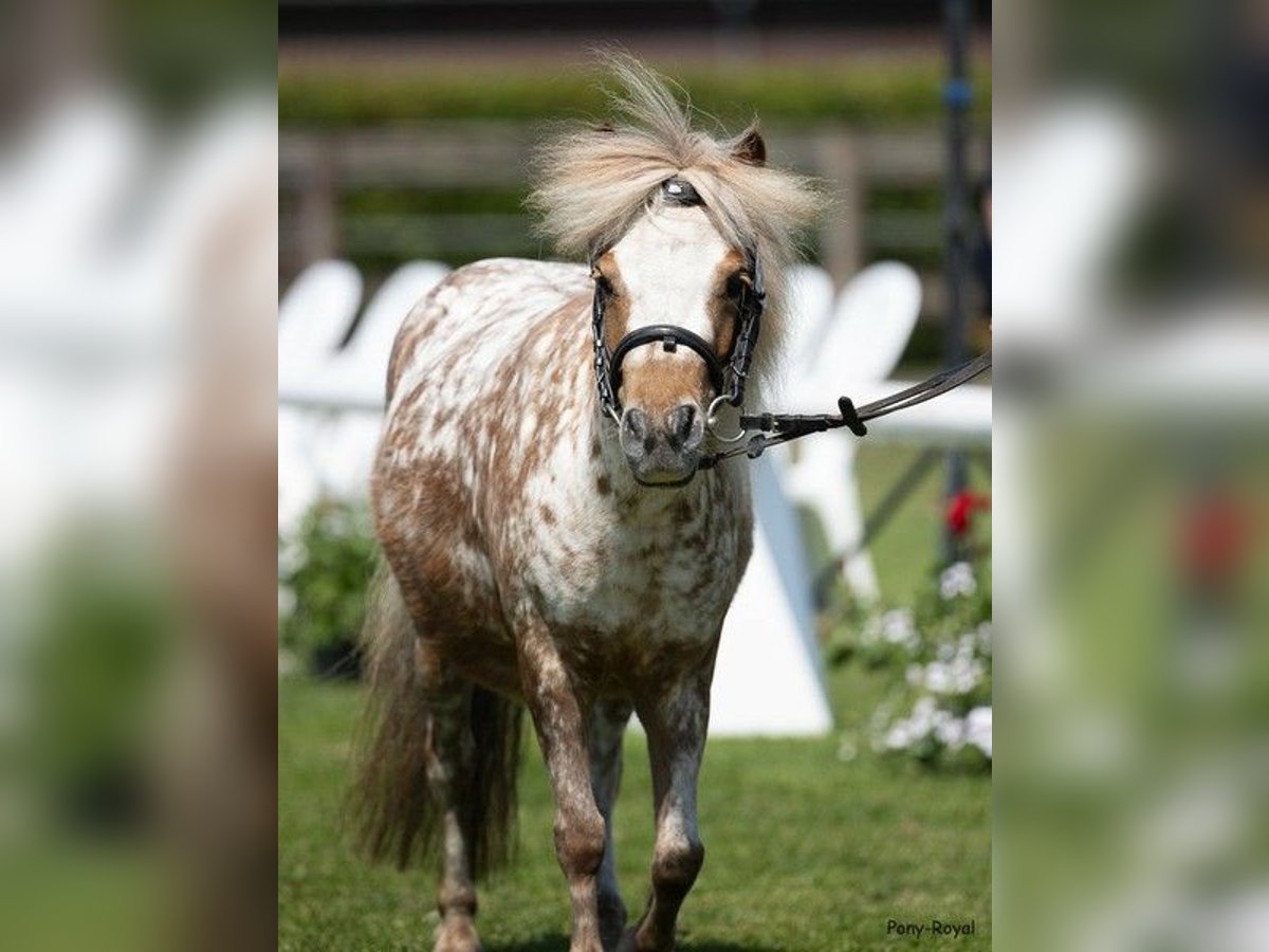 Ponis Shetland Mestizo Yegua 5 años 90 cm Atigrado/Moteado in Warendorf