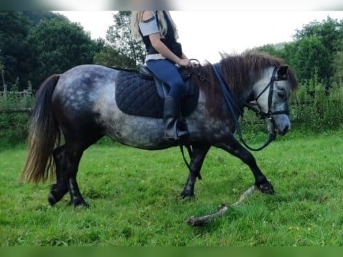 Ponis Shetland Yegua 5 años 95 cm Tordo rodado in Michelstadt