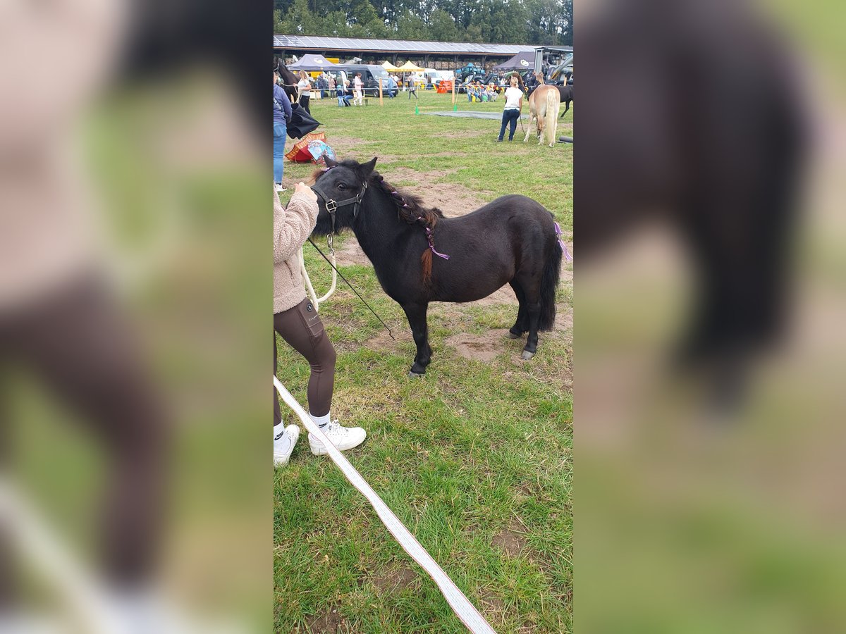 Ponis Shetland Yegua 6 años 101 cm Negro in Borken