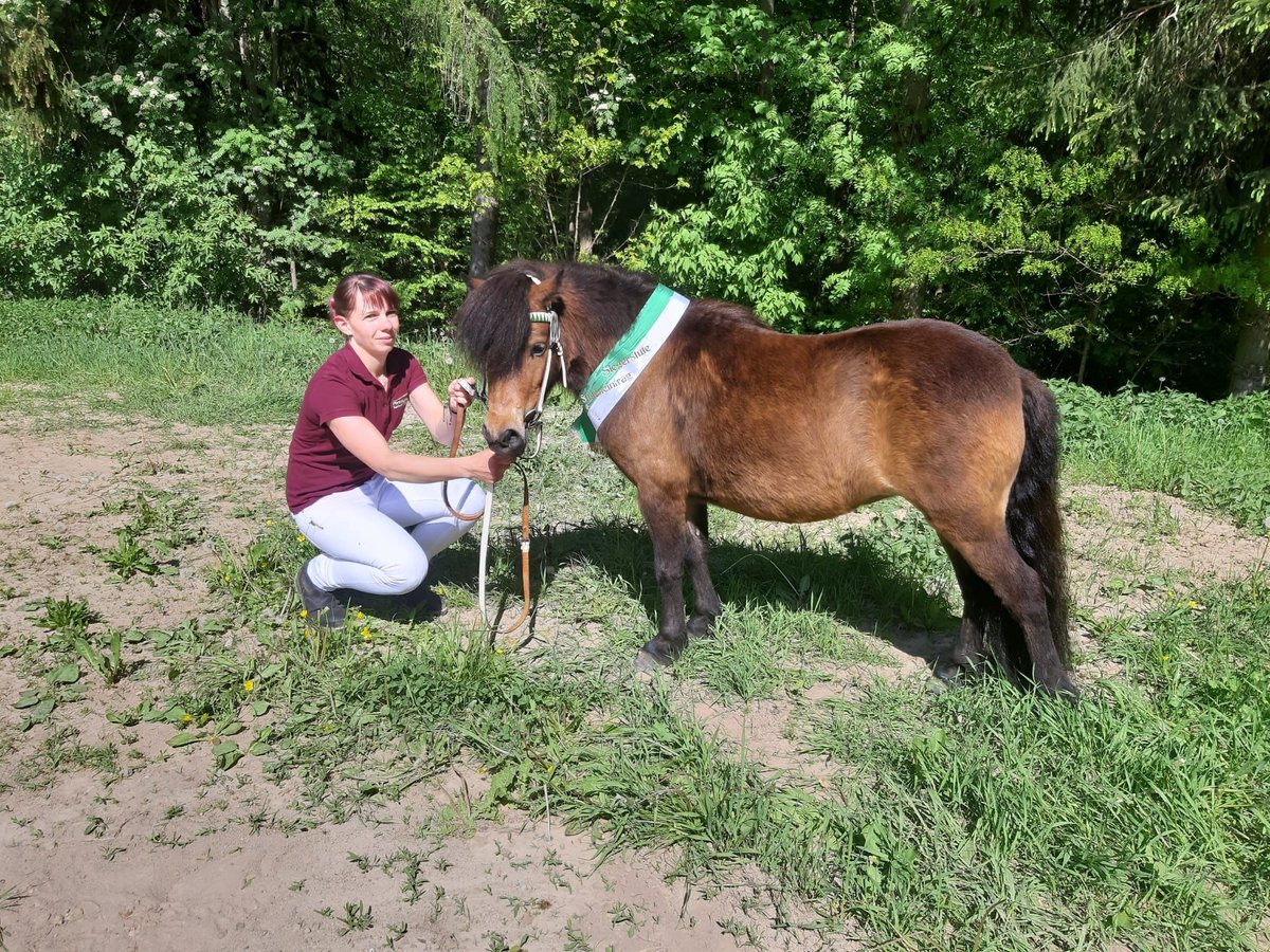 Ponis Shetland Yegua 6 años 102 cm Castaño in Meerane