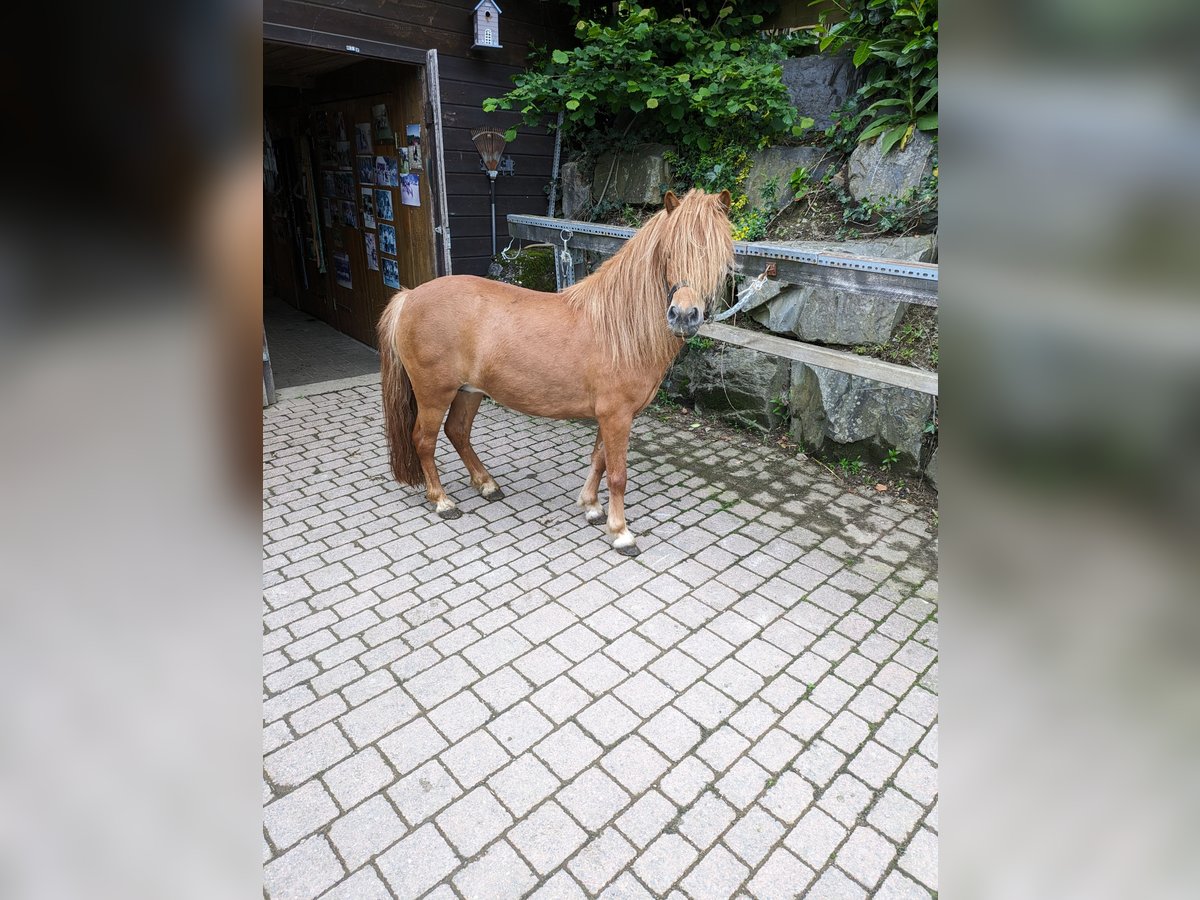 Ponis Shetland Yegua 6 años 105 cm Bayo in Lüdenscheid