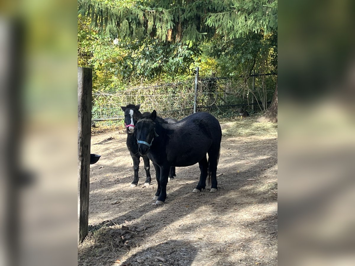 Ponis Shetland Yegua 7 años 100 cm Negro in Sinsheim