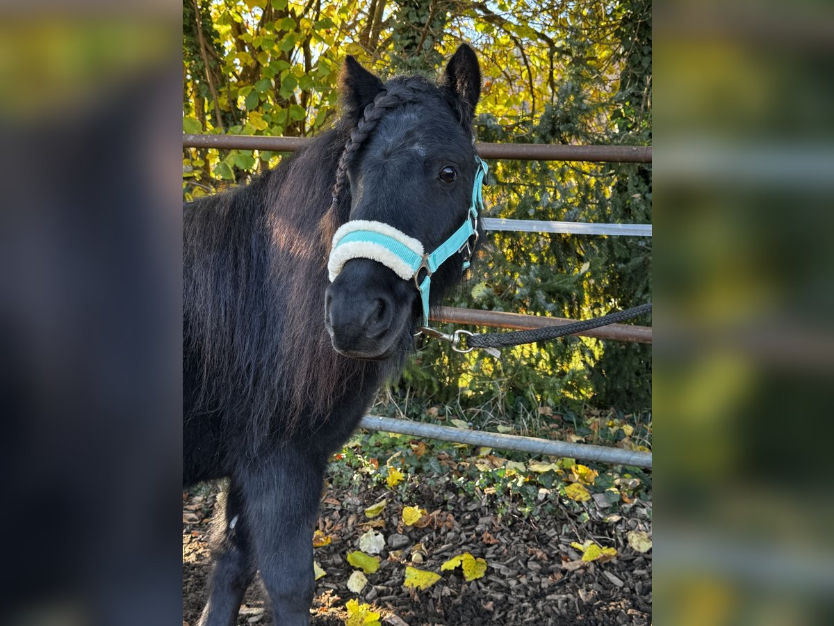 Ponis Shetland Yegua 7 años 104 cm Negro in Gelterkinden