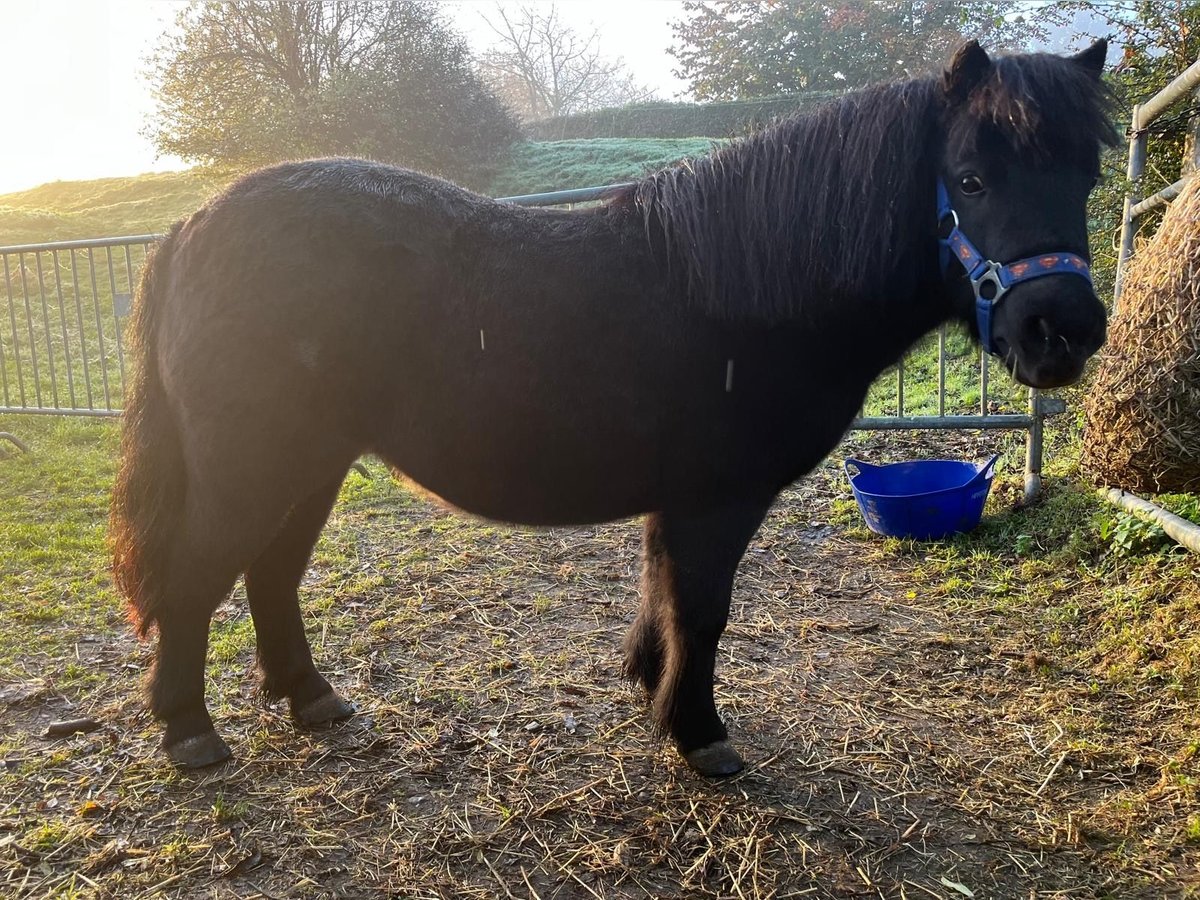 Ponis Shetland Yegua 7 años 105 cm Negro in Berg en Terblijt