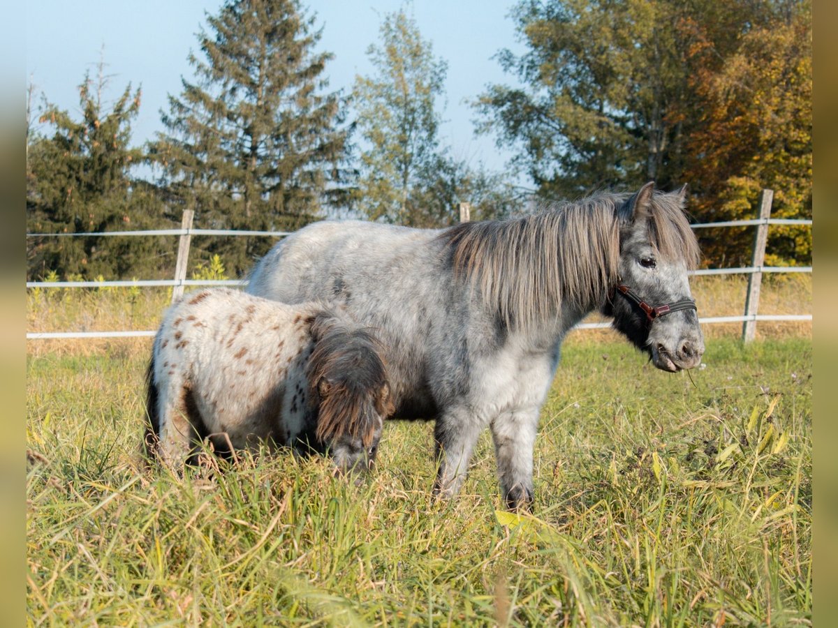 Ponis Shetland Yegua 8 años 105 cm Atigrado/Moteado in Bruchsal