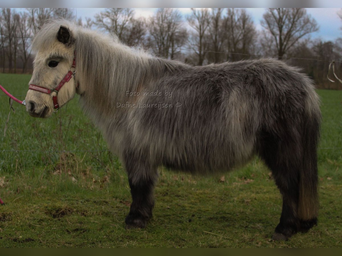 Ponis Shetland Yegua 8 años in Boxtel