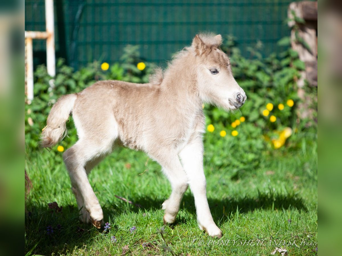 Ponis Shetland Yegua Potro (04/2024) 100 cm Alazán in Courtonne-la-Meurdrac