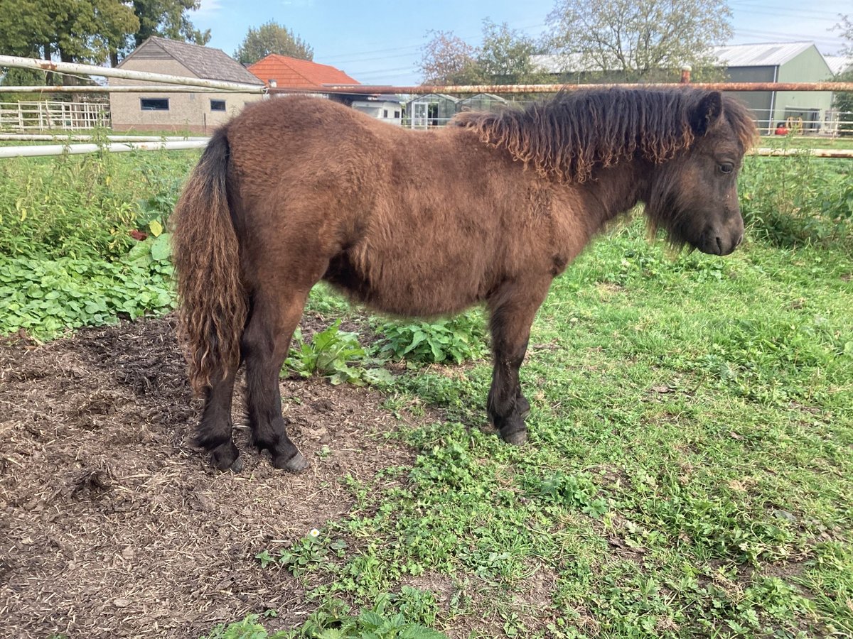 Ponis Shetland Yegua Potro (04/2024) 100 cm Negro in Angeren