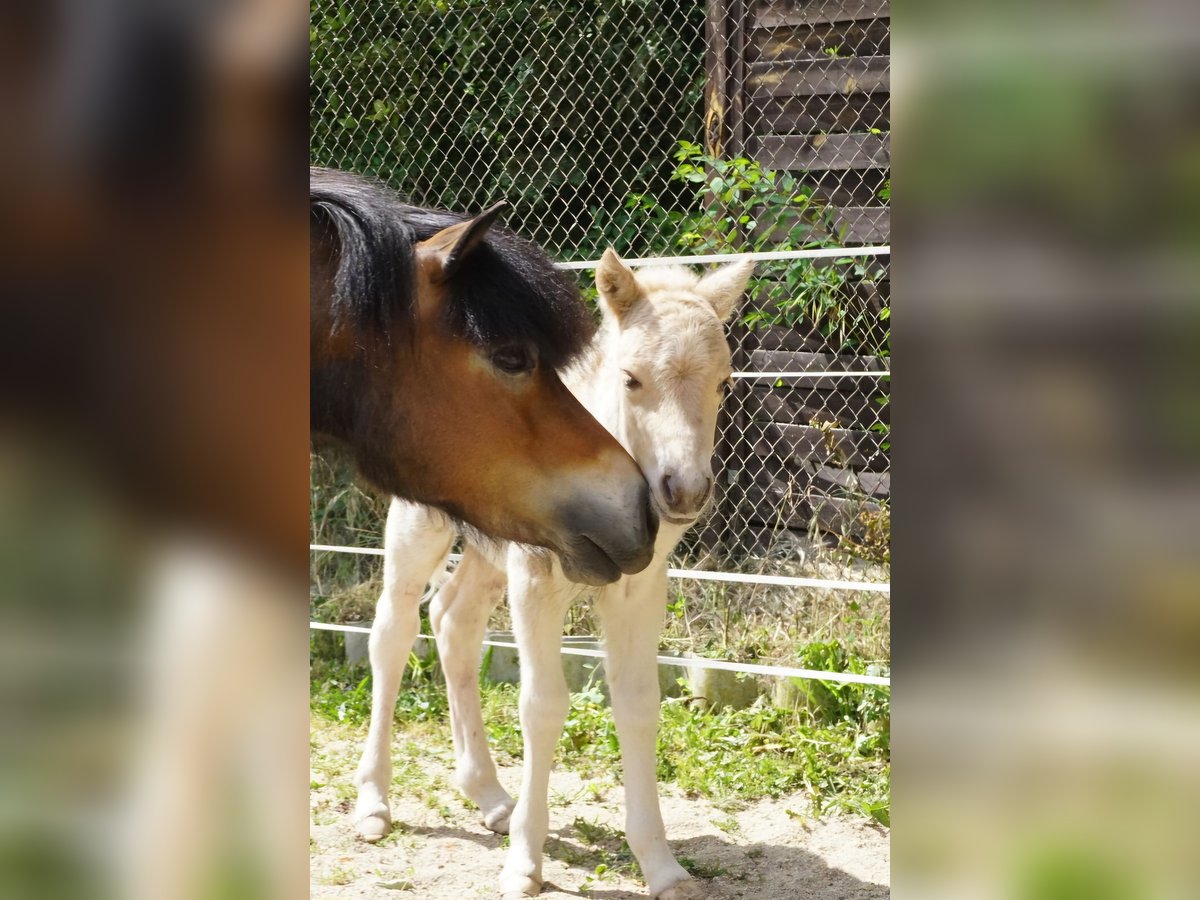Ponis Shetland Yegua Potro (05/2025) 105 cm Palomino in Ebersbach