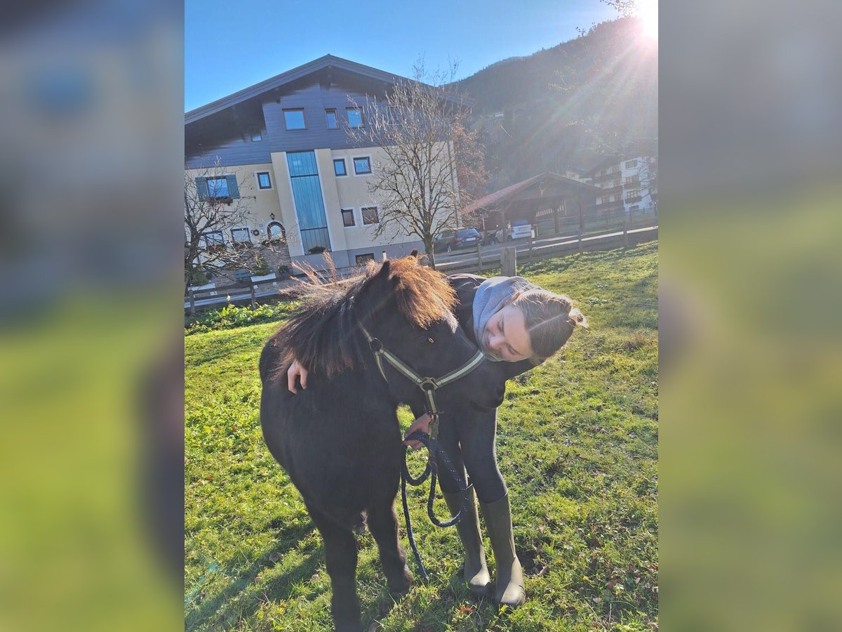Ponis Shetland Mestizo Yegua Potro (04/2025) Negro in Bad Hofgastein, Gasteinertal