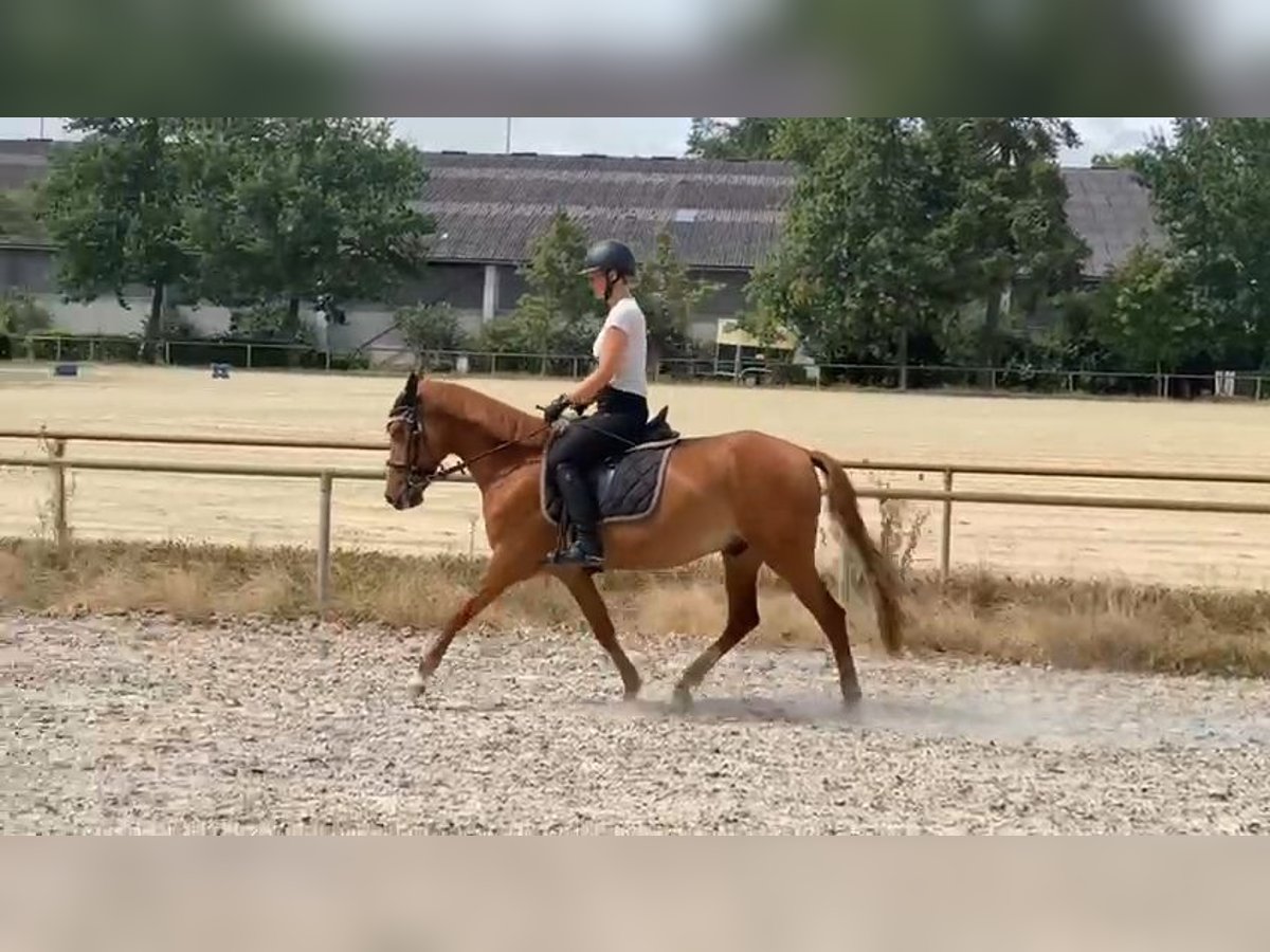 Pony belga Caballo castrado 11 años 140 cm Alazán in Zeiskam