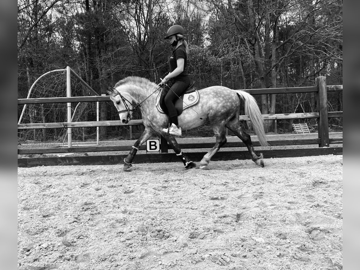 Pony belga Caballo castrado 12 años 127 cm Tordo in Heusden zolder