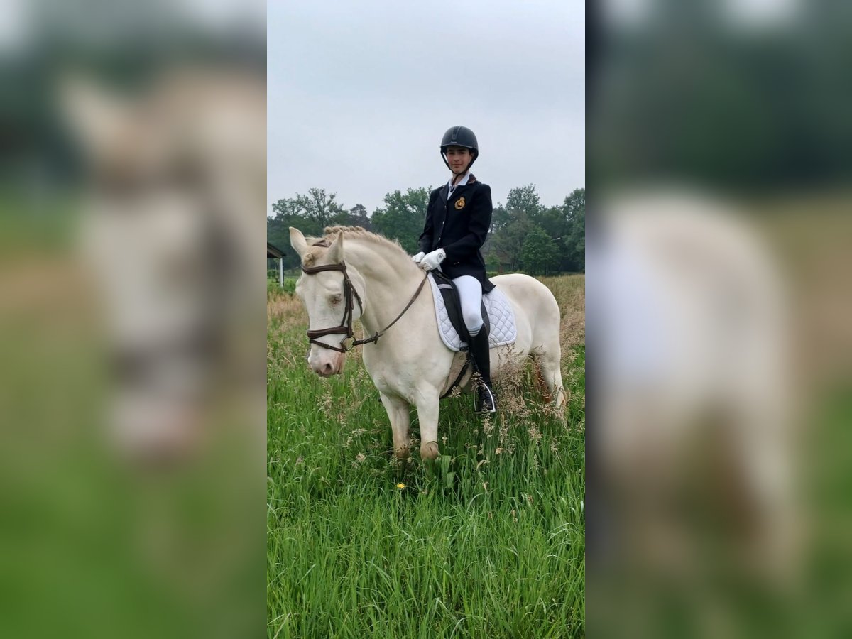 Pony belga Caballo castrado 18 años 142 cm Cremello in Ranst