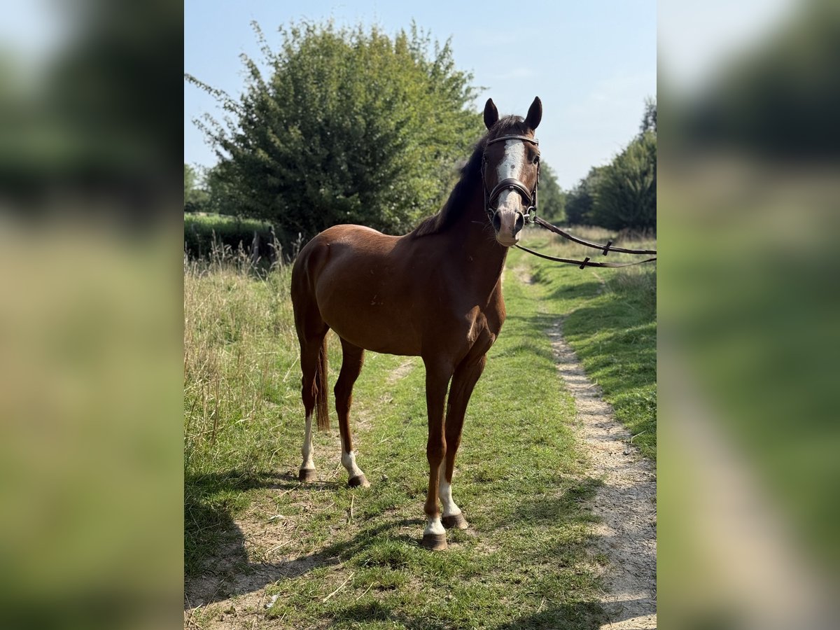 Pony belga Caballo castrado 3 años 138 cm in Sint Geertruid