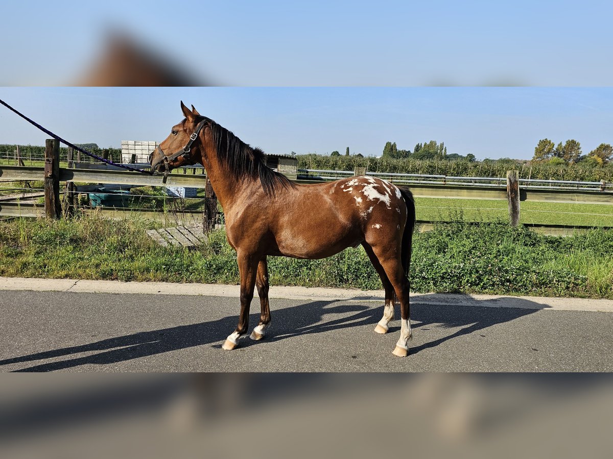 Pony belga Caballo castrado 4 años 137 cm Atigrado/Moteado in Sint-Lambrechts-Herk