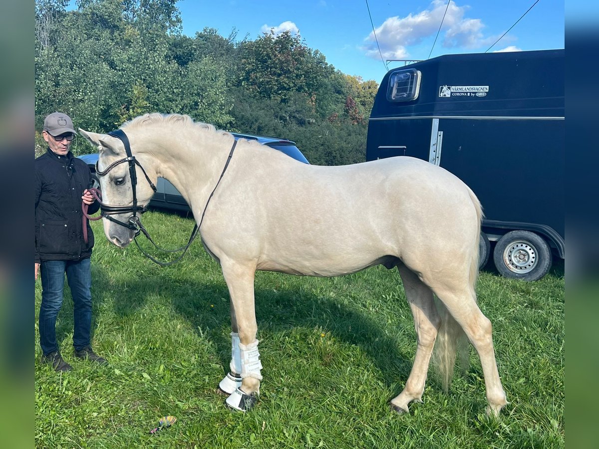 Pony belga Caballo castrado 5 años 144 cm Palomino in Sunnansjö