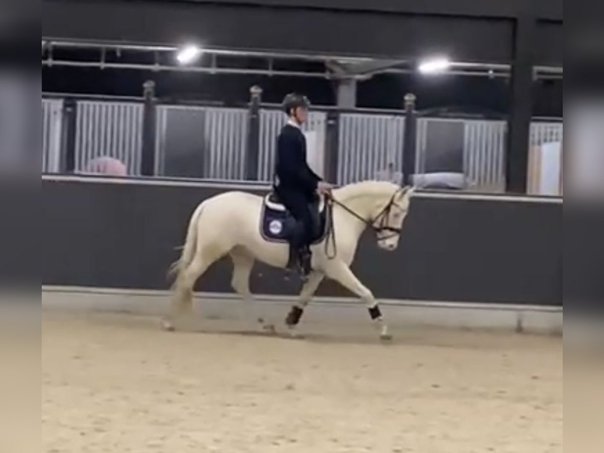 Pony belga Caballo castrado 5 años 145 cm Cremello in Westkerke
