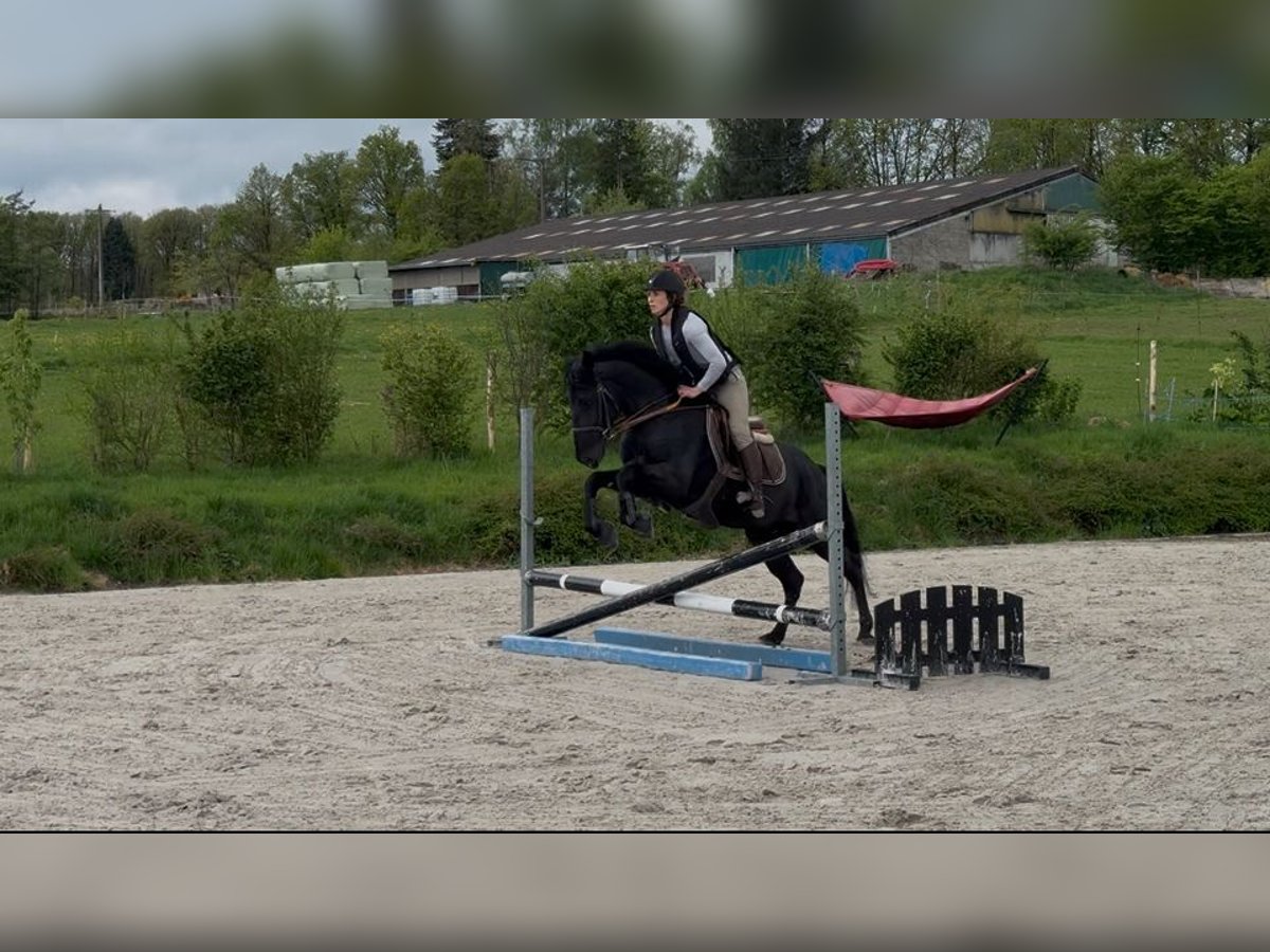 Pony belga Caballo castrado 5 años 147 cm Morcillo in Liège