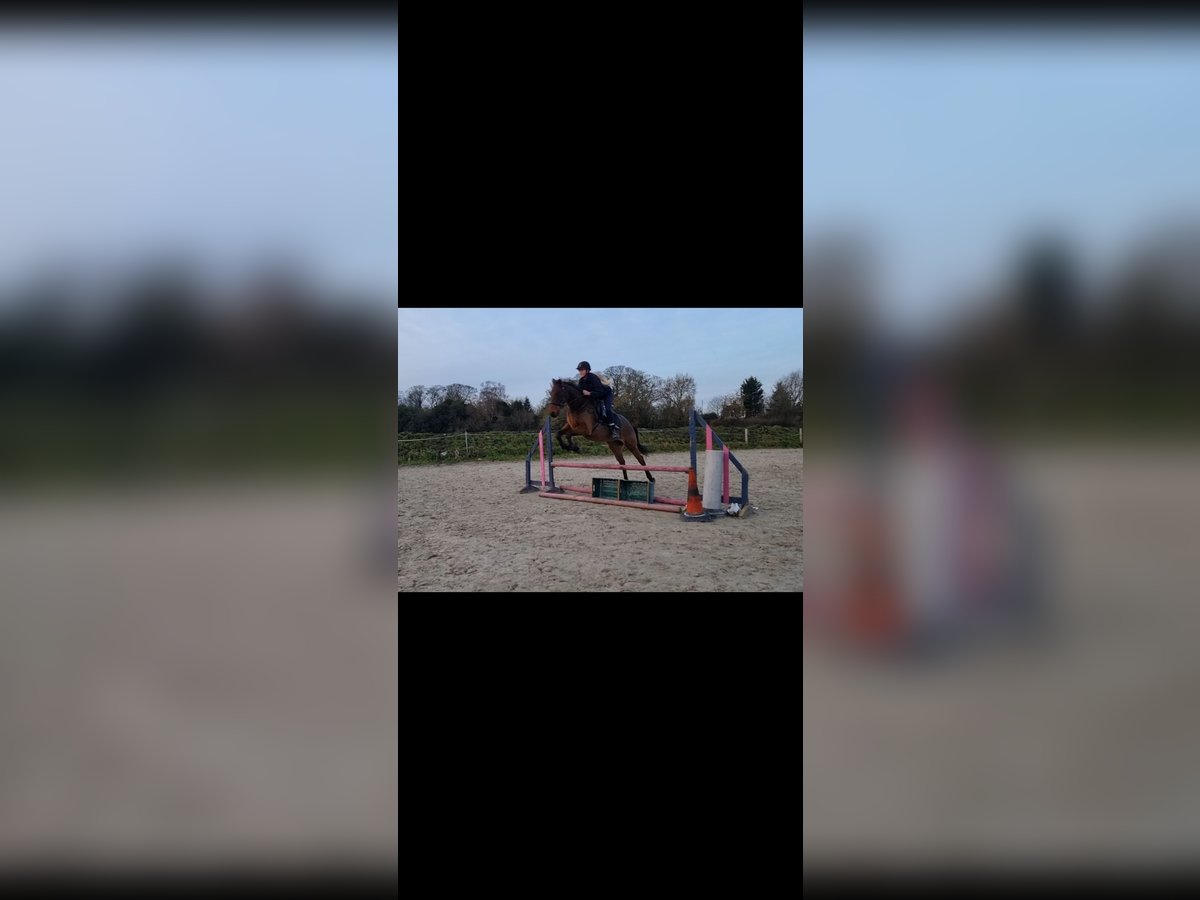 Pony belga Mestizo Caballo castrado 8 años 149 cm Castaño rojizo in Morpeth
